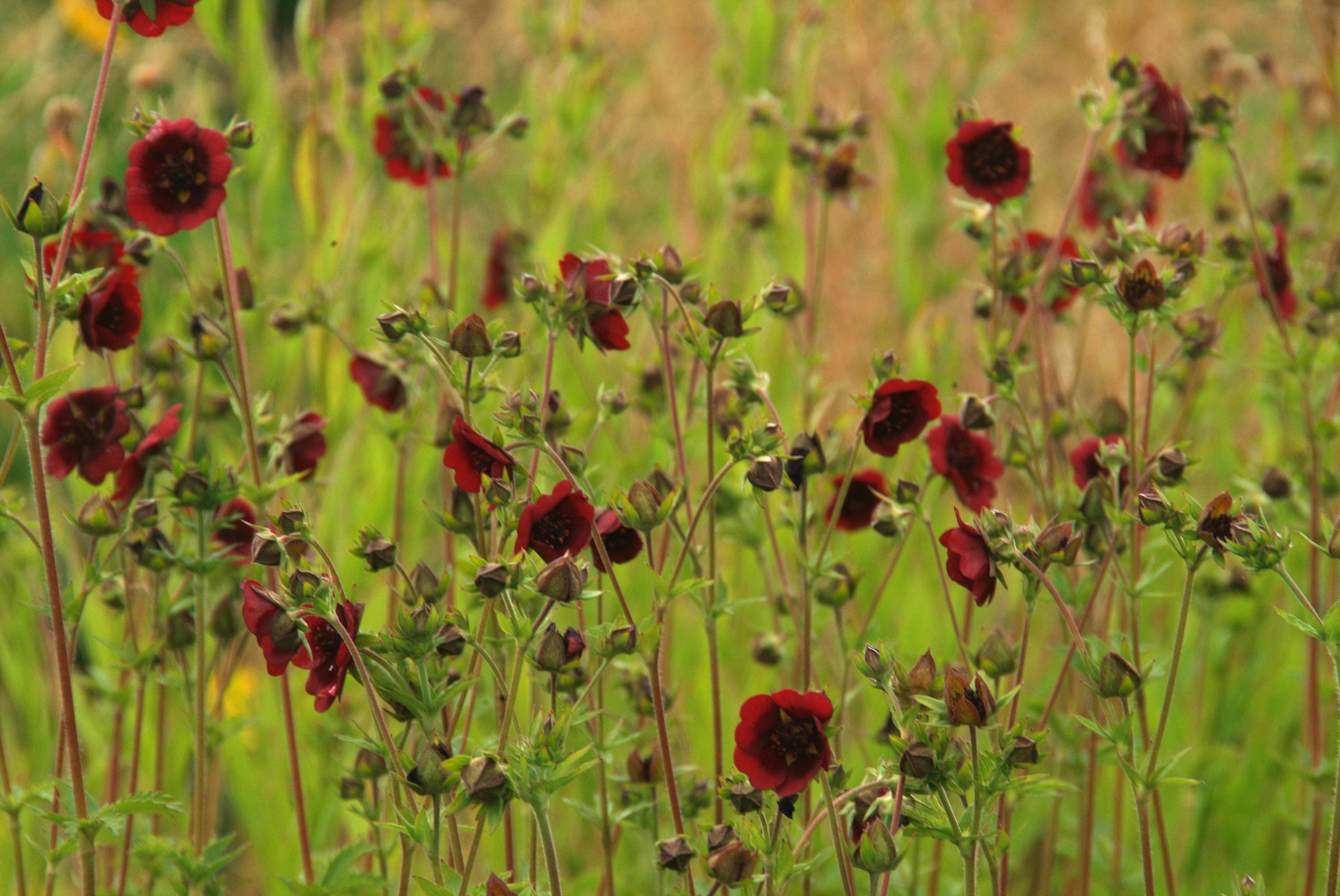 Potentilla thurberi bestellen